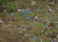 Spring gentians